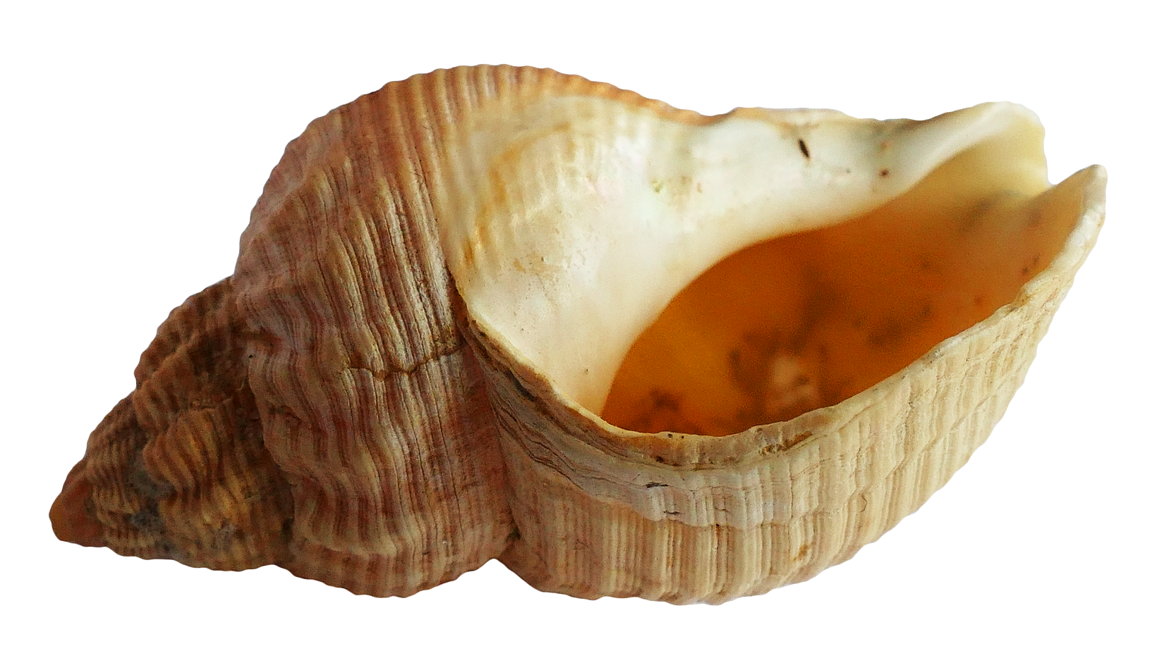 Seashell Isolatedon Transparent Background PNG Image