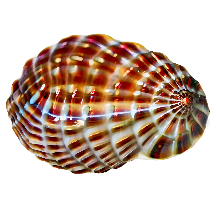 Seashell Ocean Conservation Png 26 PNG Image