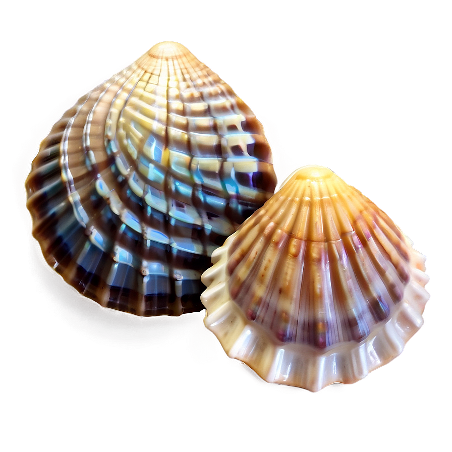 Seashell Ocean Conservation Png Uuo47 PNG Image