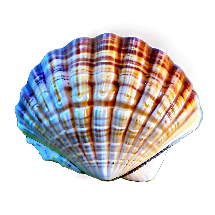 Seashell Paradise Png 8 PNG Image