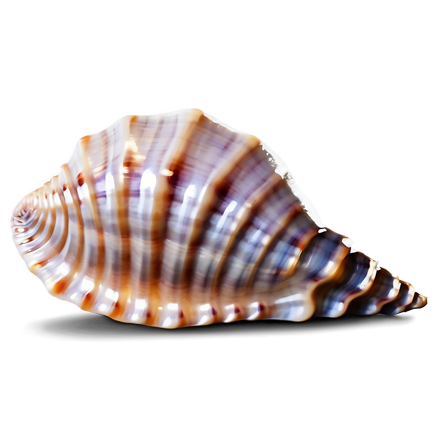 Seashell Pattern Background Png 05242024 PNG Image