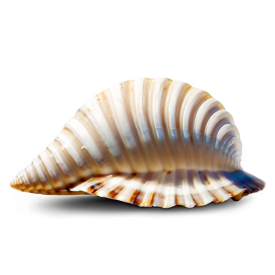 Seashell Pattern Clipart Png Eby PNG Image