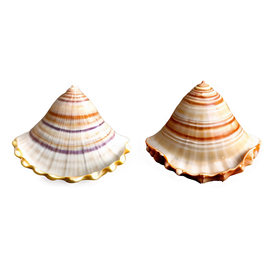 Seashell Set Clipart Png Nhn23 PNG Image