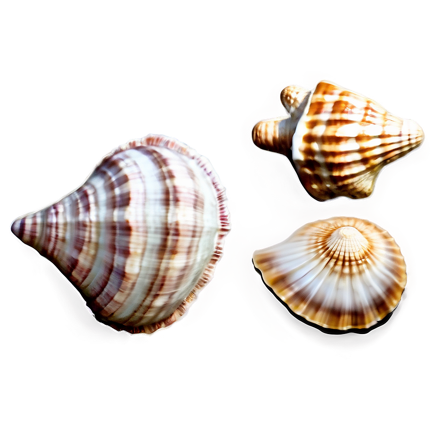 Seashell Set Clipart Png Uvu53 PNG Image