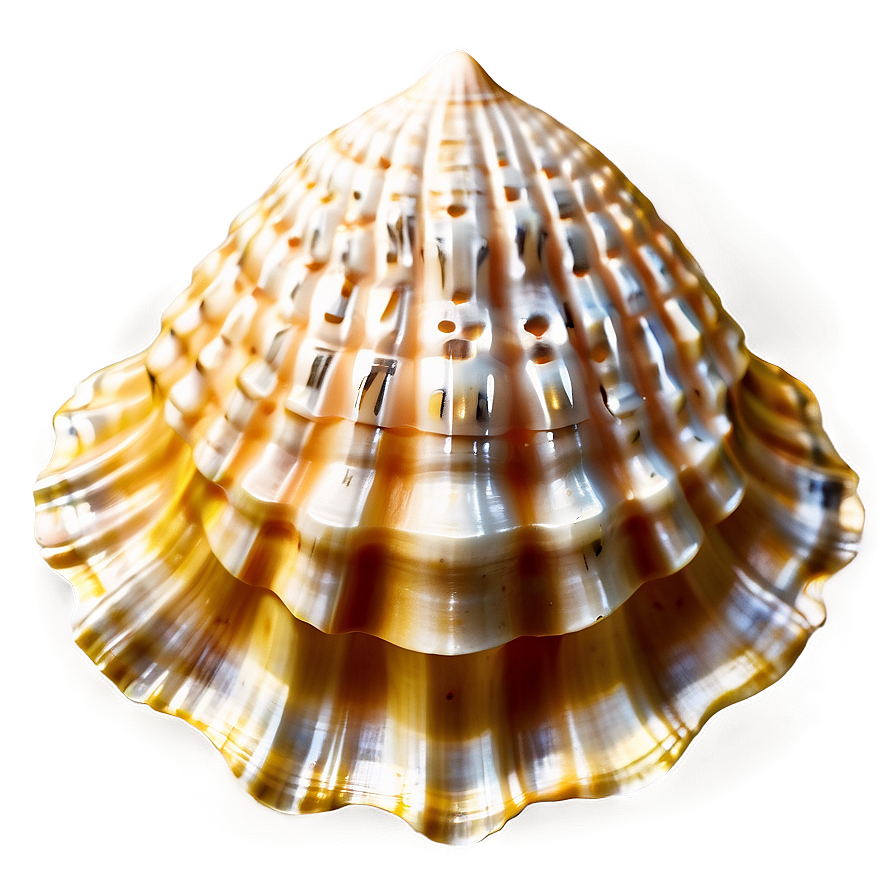 Seashell Silhouette Clipart Png 24 PNG Image