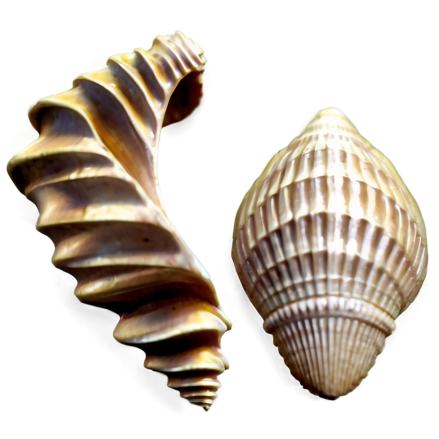 Seashell Silhouette Png 78 PNG Image