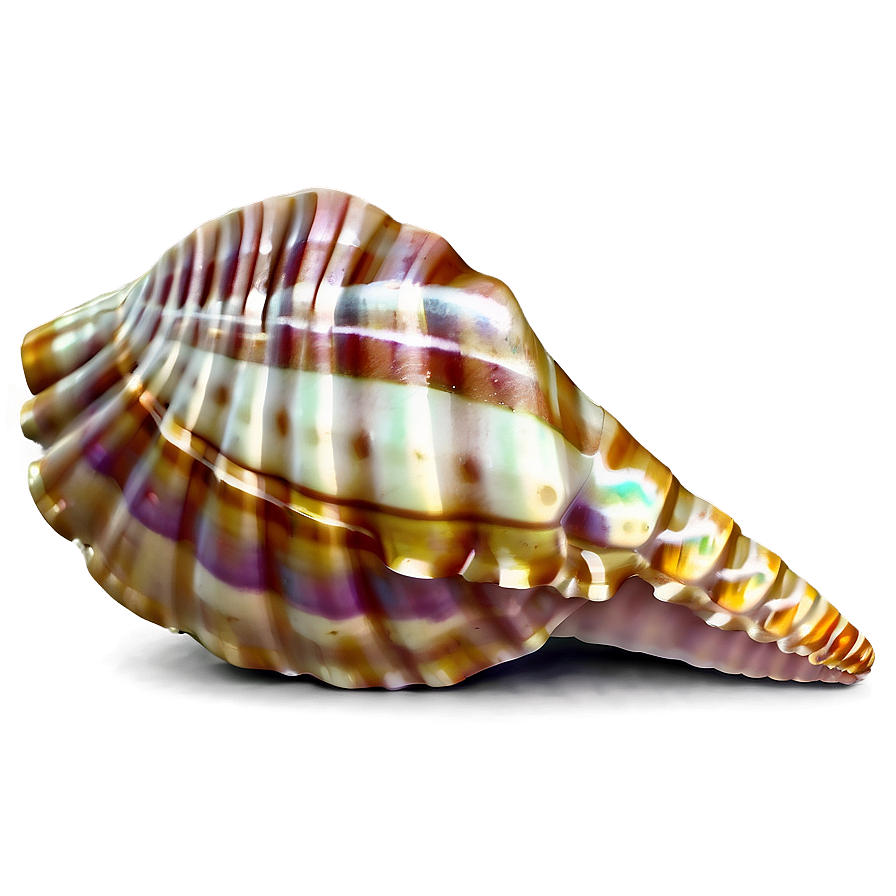 Seashell Silhouette Png Qja PNG Image