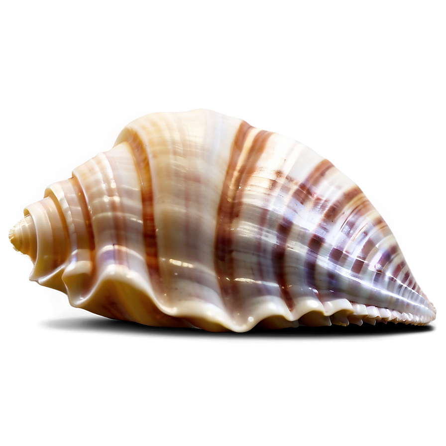 Seashell Silhouette Png Xme PNG Image