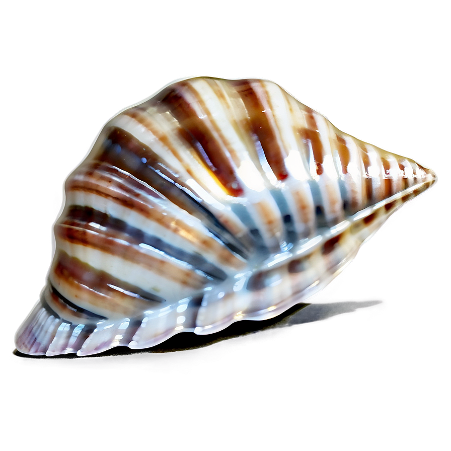 Seashell Splendor Png 77 PNG Image