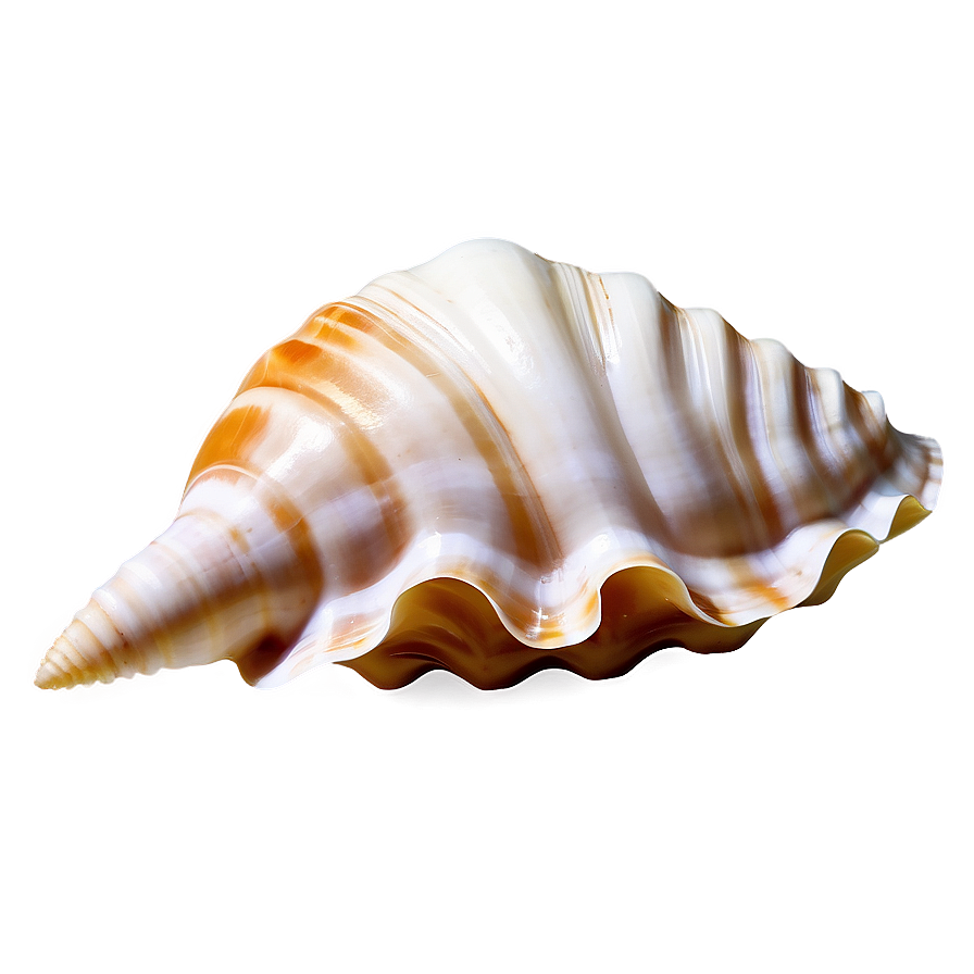 Seashell Underwater Picture Png Mum88 PNG Image