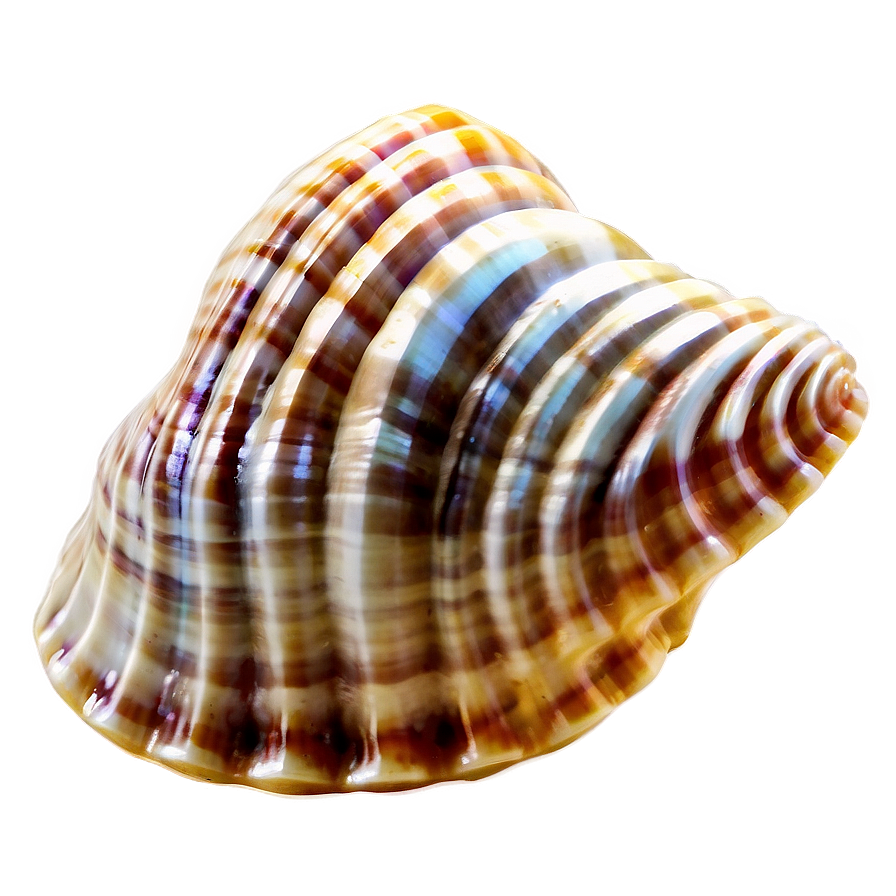 Seashell Underwater Picture Png Xfw93 PNG Image