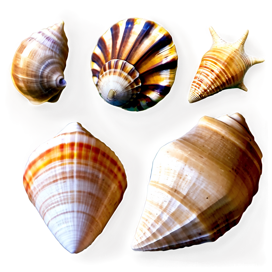 Seashell Variety Png Tfs PNG Image