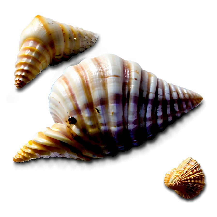 Seashell Variety Png Yhk PNG Image