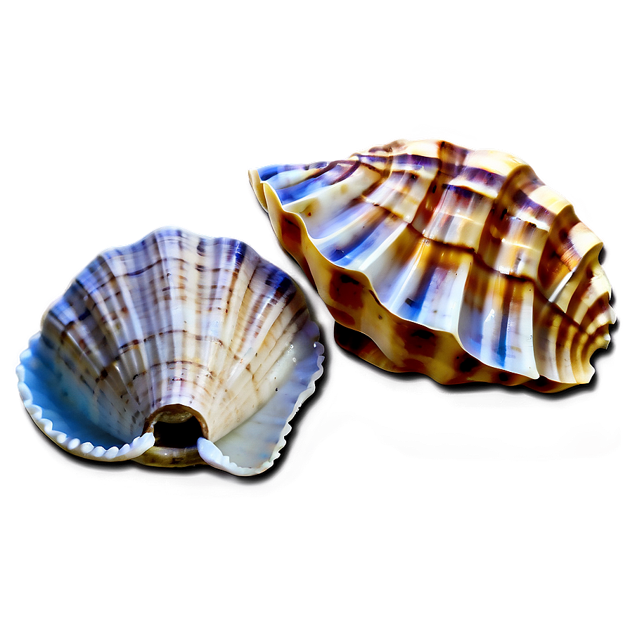 Seashells And Sand Png 88 PNG Image