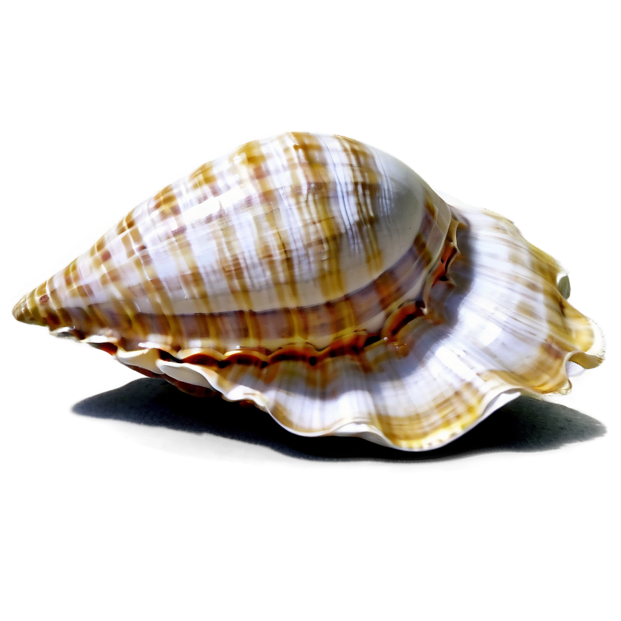 Seashells And Sand Png Igw90 PNG Image