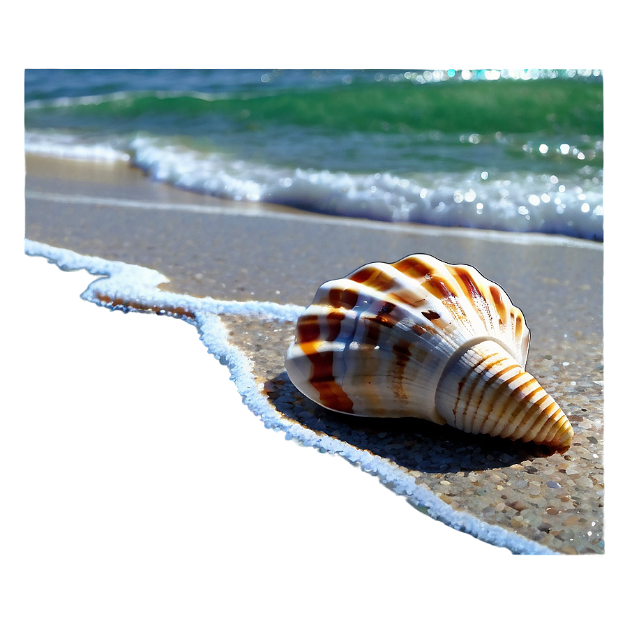 Seashells By The Shore Png Brs PNG Image