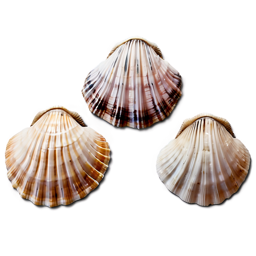 Seashells Collection Png 06132024 PNG Image