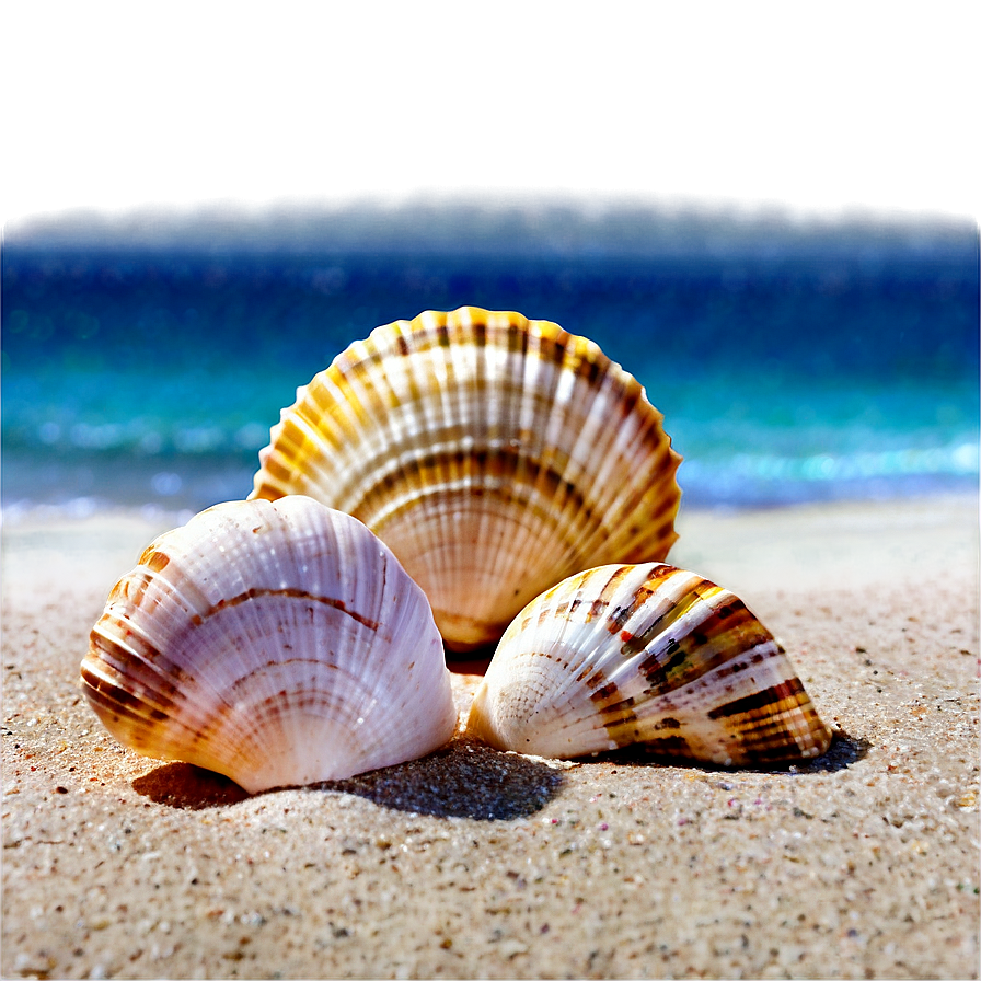 Seashells On The Beach Png Txi48 PNG Image