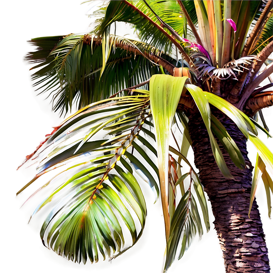 Seaside Palms View Png Ako13 PNG Image