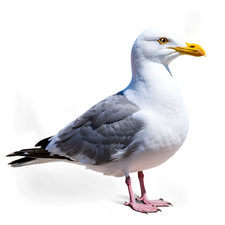 Seaside Seagull Png Ard30 PNG Image