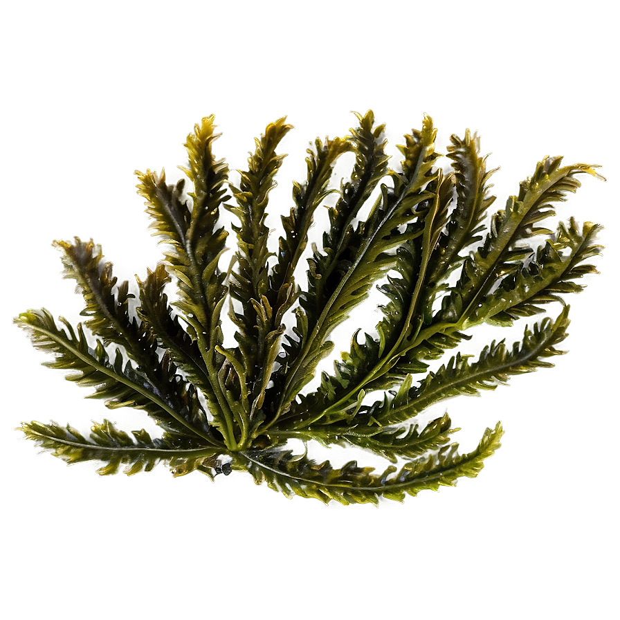 Seaweed On Ocean Floor Png Ouc PNG Image