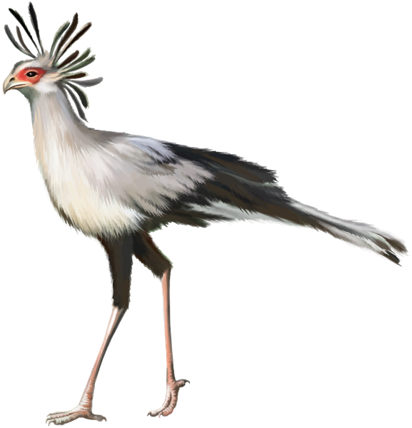 Secretary Bird Illustration PNG Image