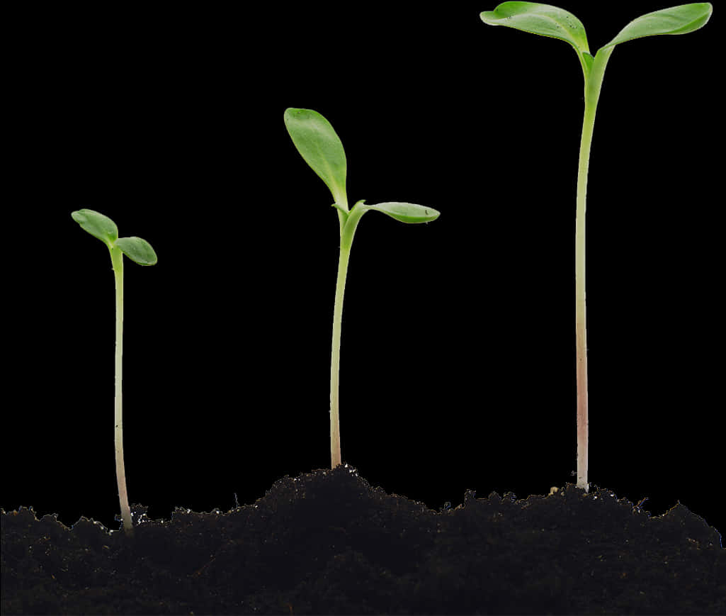 Seedling Growth Stages PNG Image