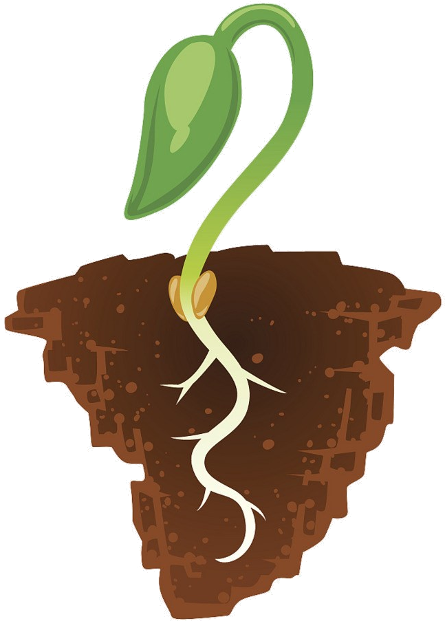 Seedling Growthin Soil Illustration PNG Image