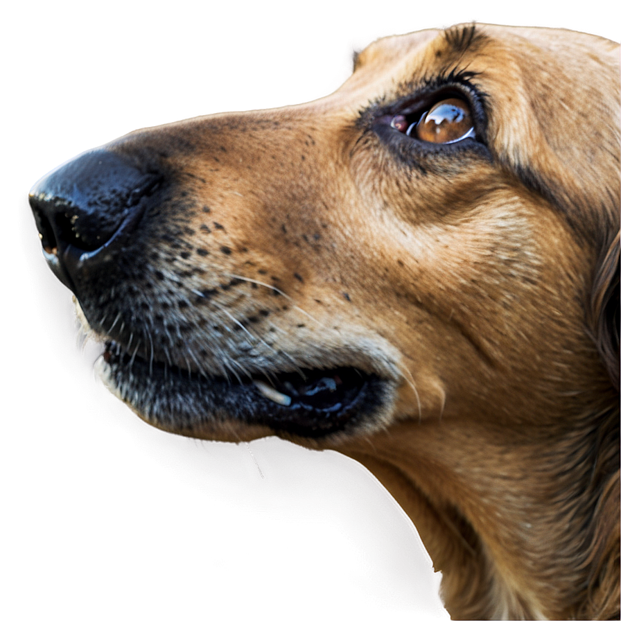 Senior Dog Nose Png Bwa PNG Image