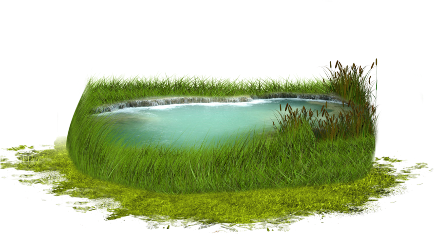 Serene_ Grassy_ Pond PNG Image