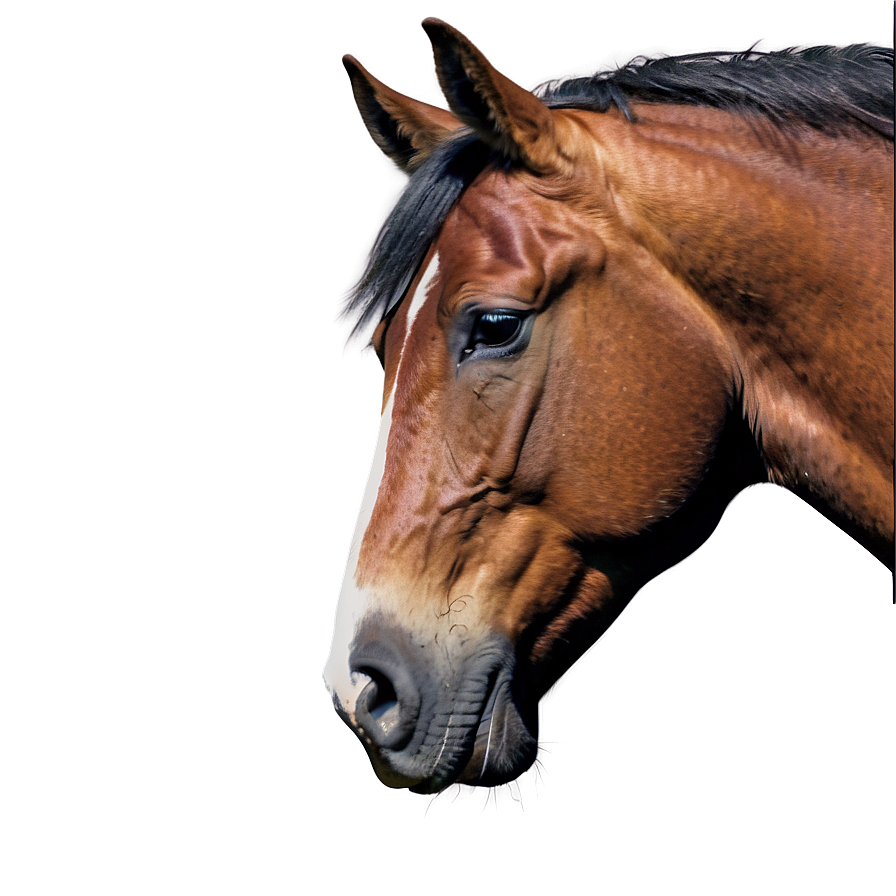 Serene Horse Head Landscape Png 17 PNG Image