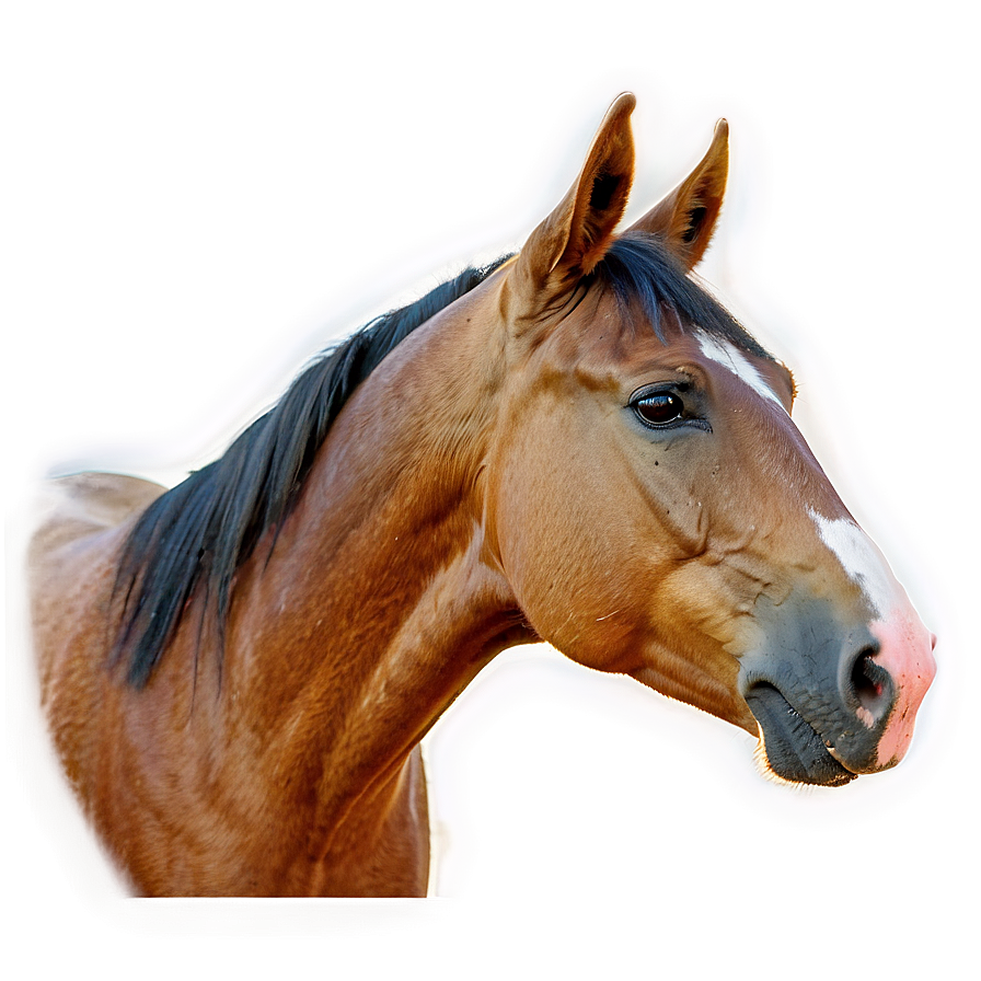 Serene Horse Head Landscape Png Uon PNG Image