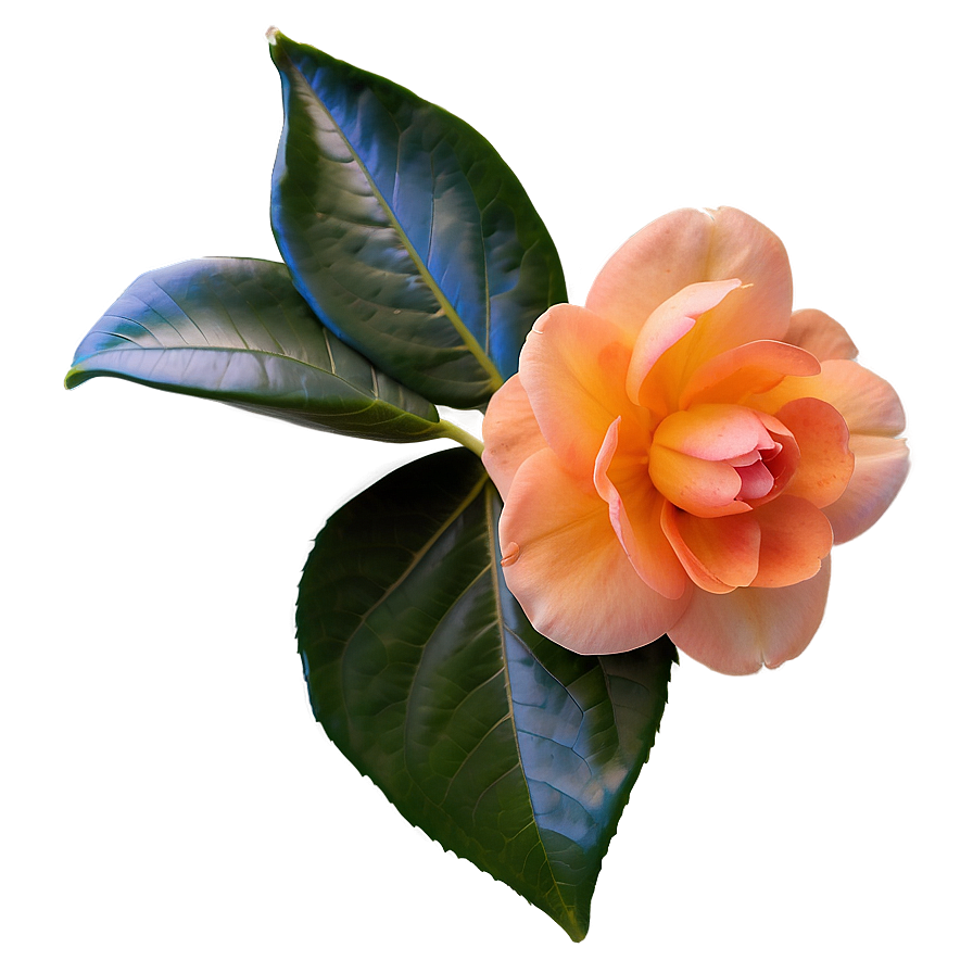 Serene Orange Camellia Png Rol72 PNG Image