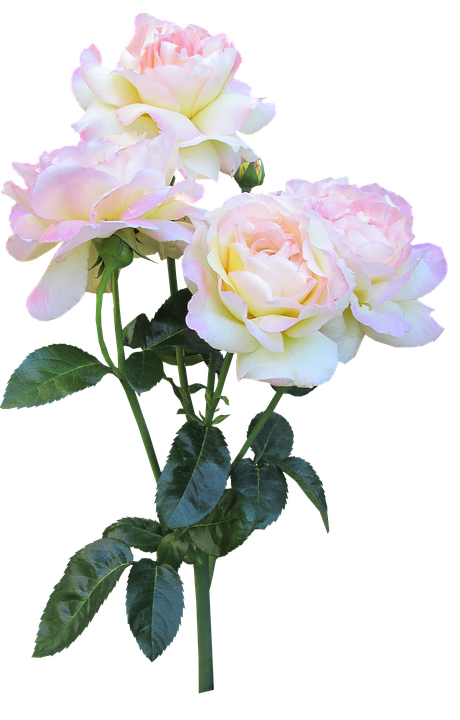 Serene_ Pink_ Roses_ Bouquet PNG Image