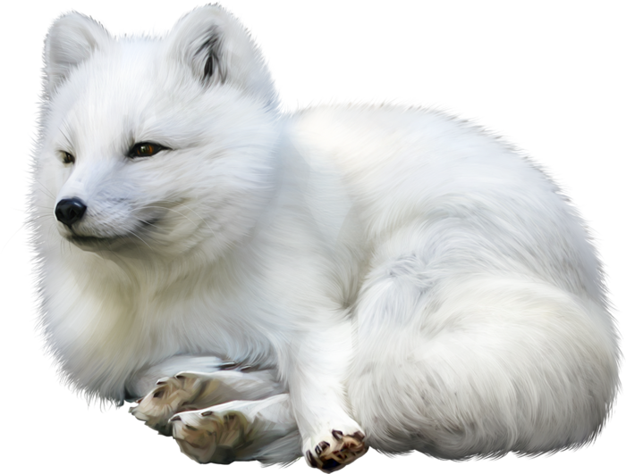 Serene Samoyed Resting.png PNG Image