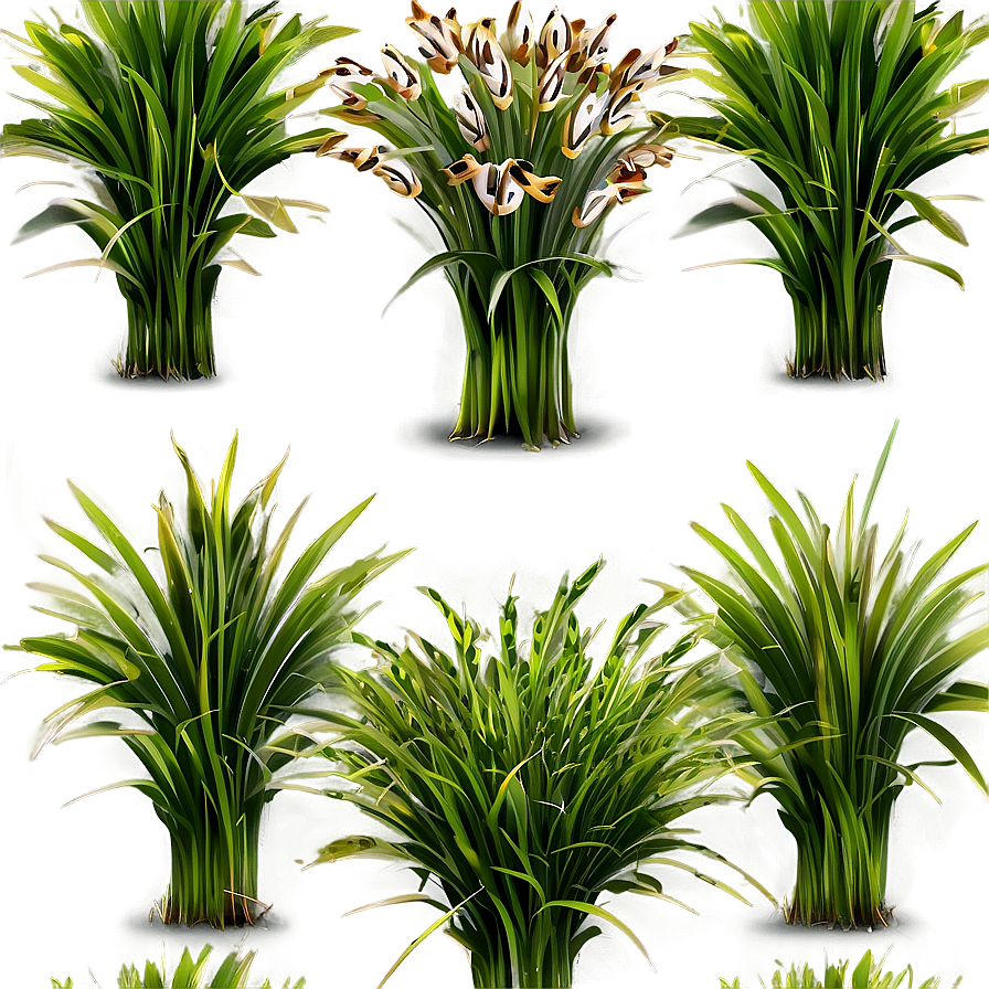 Shade Tolerant Grass Png 06212024 PNG Image