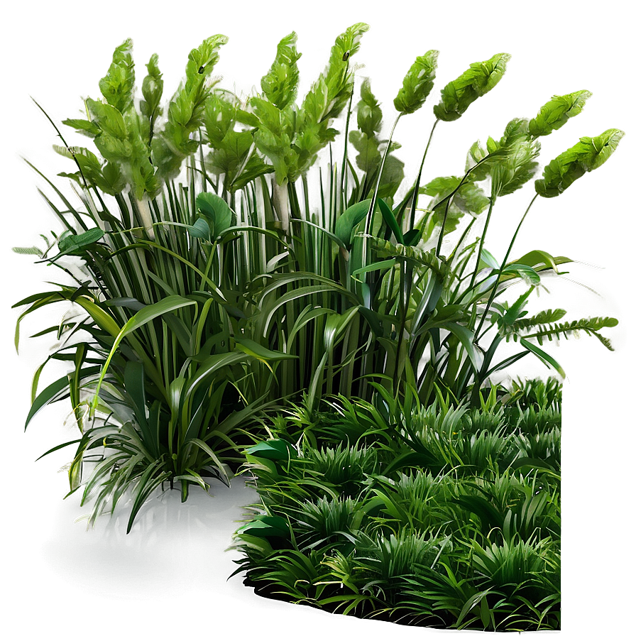 Shade Tolerant Grass Png 06212024 PNG Image