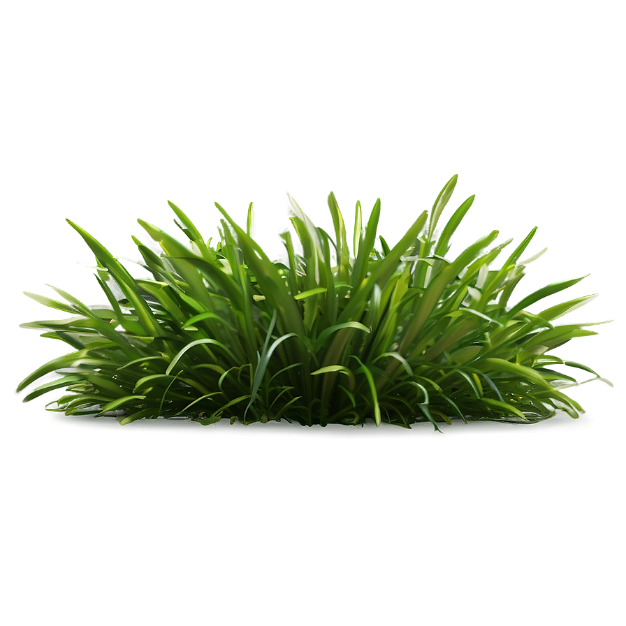 Shade Tolerant Grass Png Dwe PNG Image