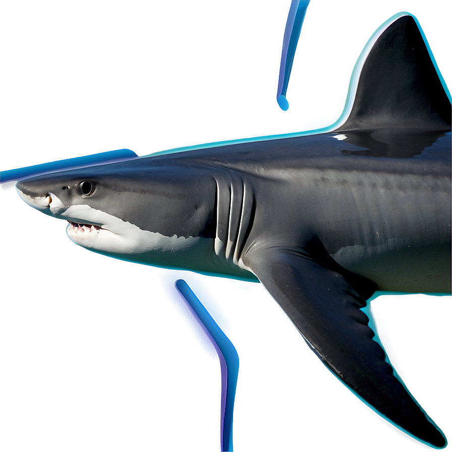 Shark Discovery Png 51 PNG Image