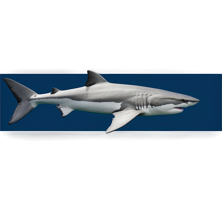 Shark Discovery Png Orf PNG Image