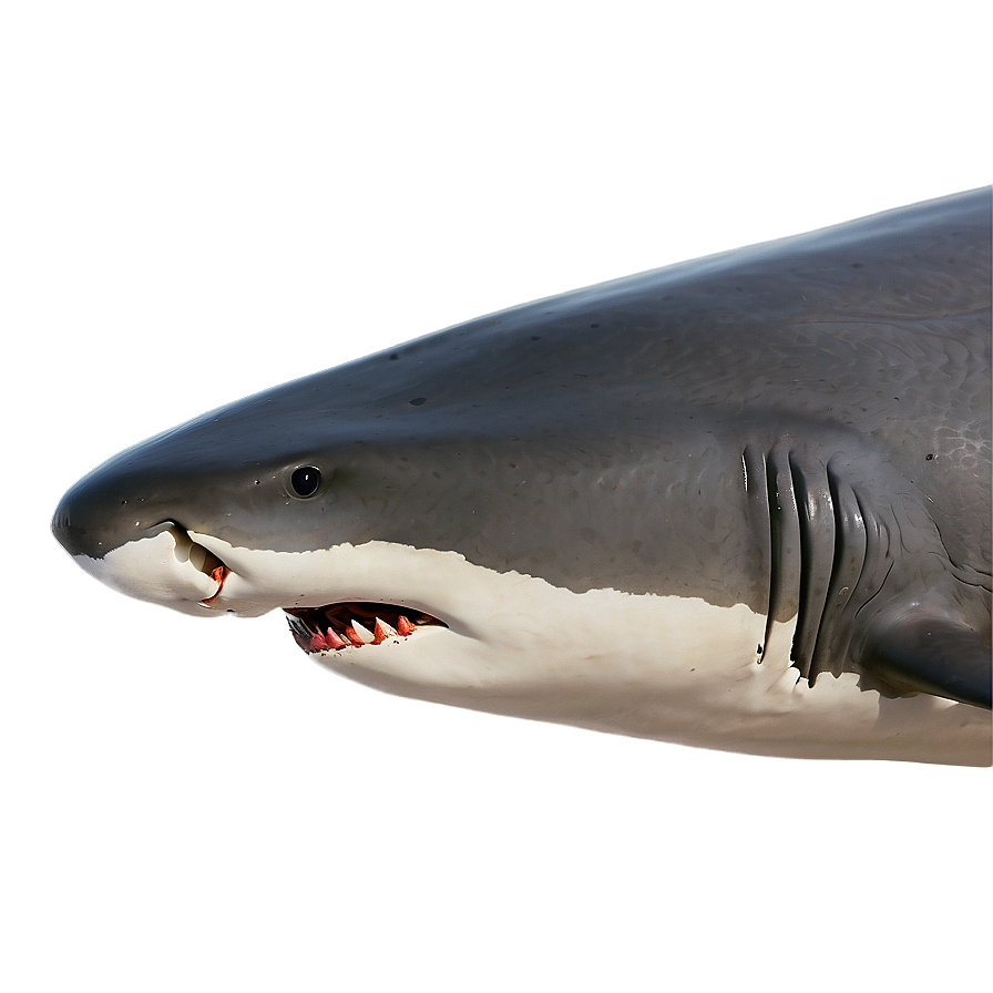 Shark Jaw Close-up Png 37 PNG Image