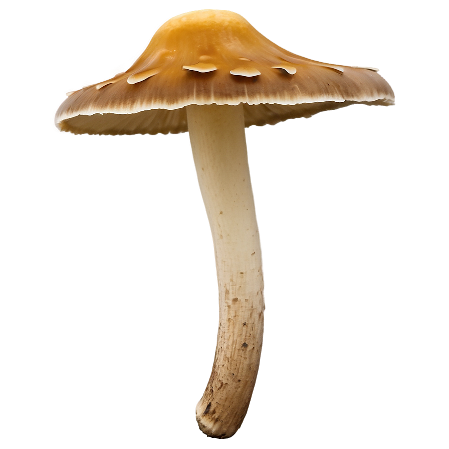 Shelf Fungus Png 06242024 PNG Image