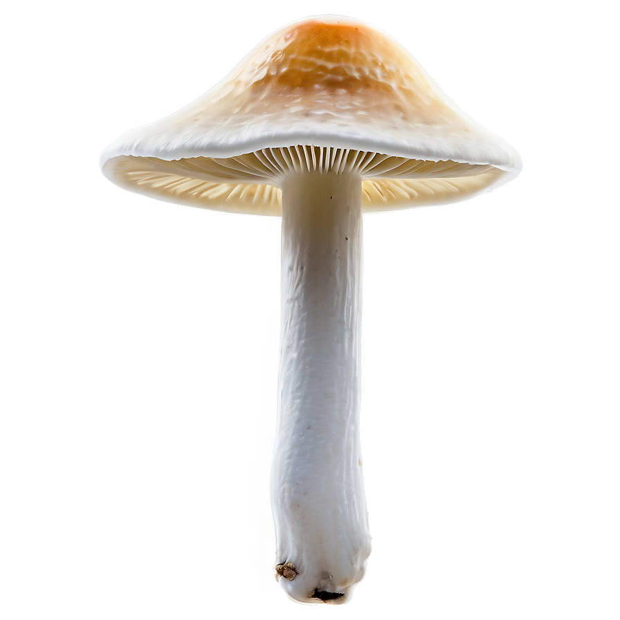 Shelf Fungus Png 06242024 PNG Image