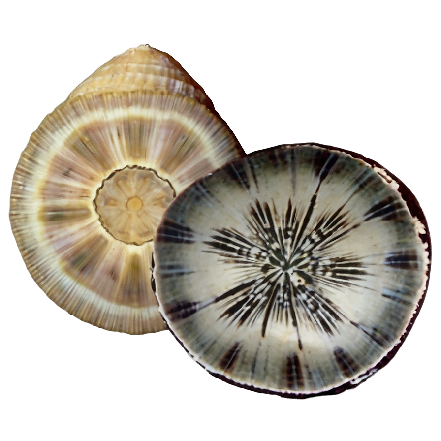 Shell And Sand Dollar Png 05212024 PNG Image