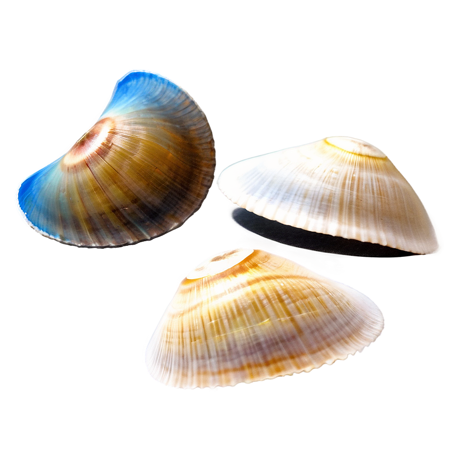 Shell Discovery On Beach Png 46 PNG Image