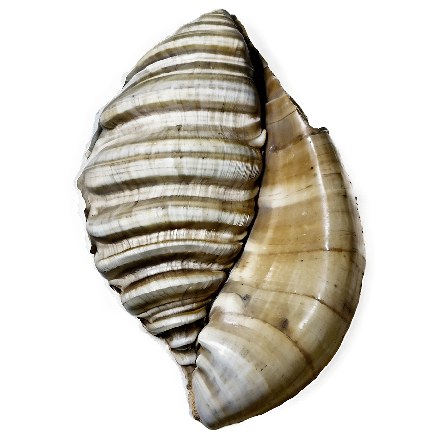 Shell Fossil Png Rgn PNG Image