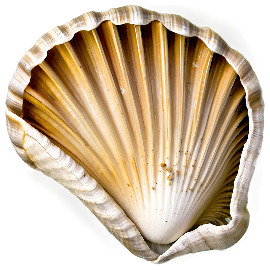 Shell With Ocean Background Png 05212024 PNG Image