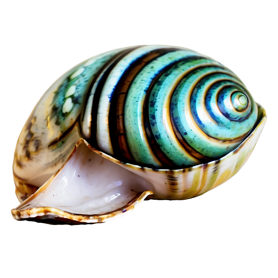 Shell With Sea Foam Png 52 PNG Image