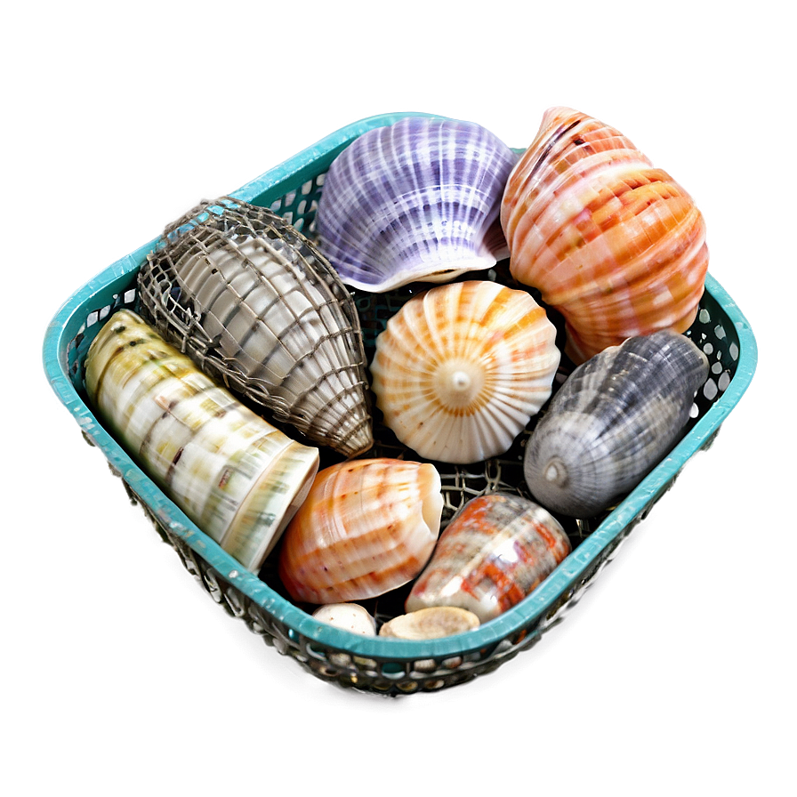 Shells And Fish Net Png 60 PNG Image