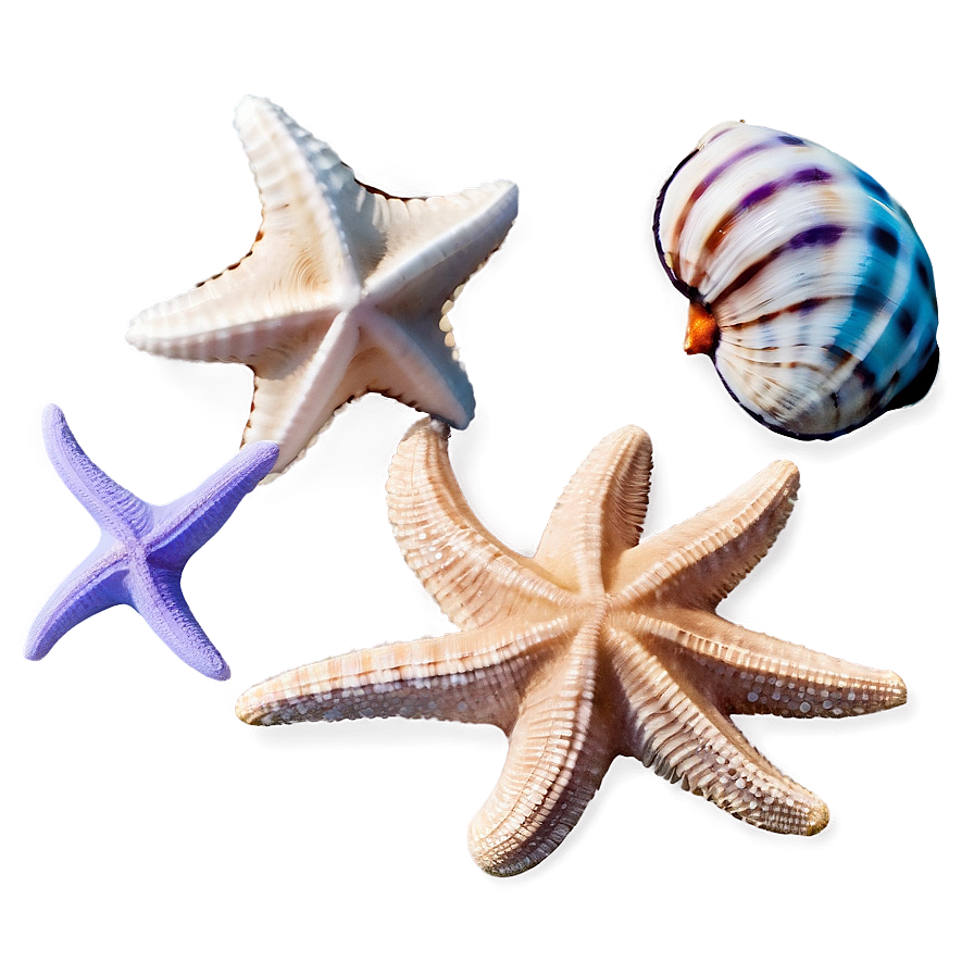 Shells And Starfish Png 57 PNG Image